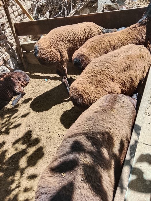 Qo'yla sotiladi 9 dona narxini kelishamiz