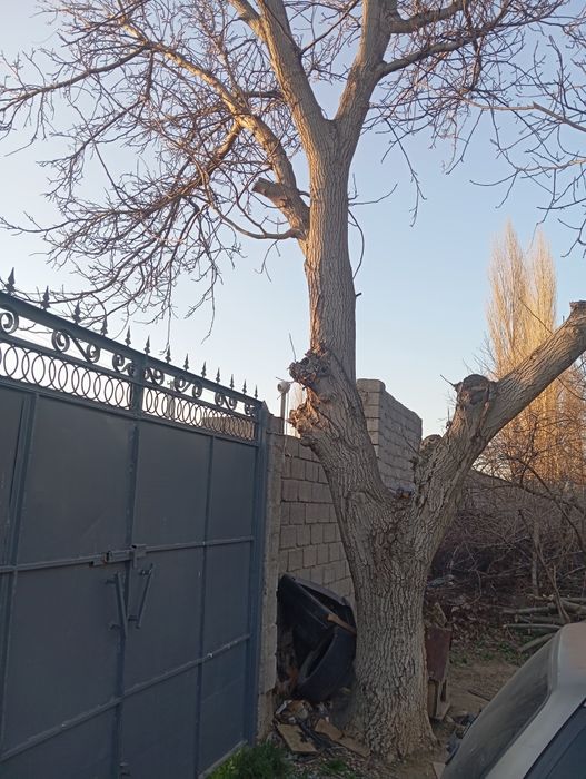 Орех дерево продается