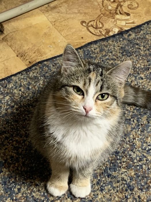 отдам котенка девочку