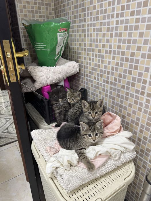 Отдадим в добрые руки