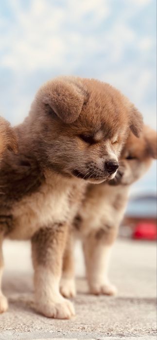 Akita Inu Japonez