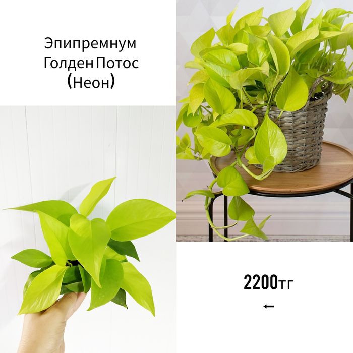 Комнатные адаптированные растения