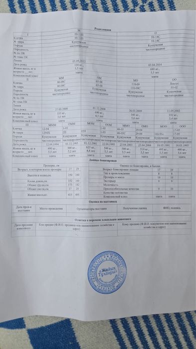 Айгыр туқымды Кушум асыл.