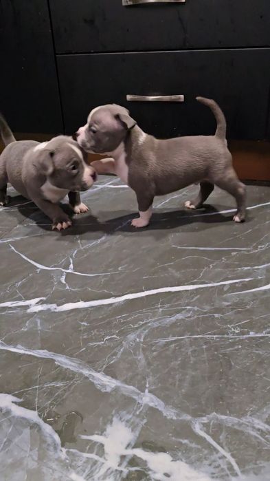 Американско Покет Були