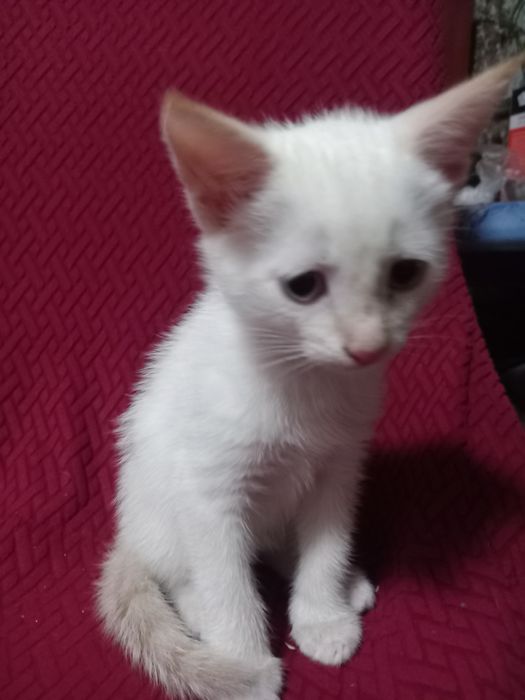 Отдам котя в добрые руки