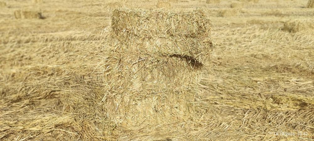 Продаются тюки рисовой соломы