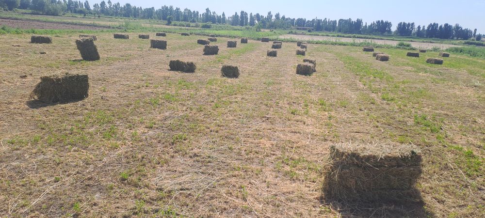 Beda sotiladi presi zo'r mirğa ko‘m ko‘k