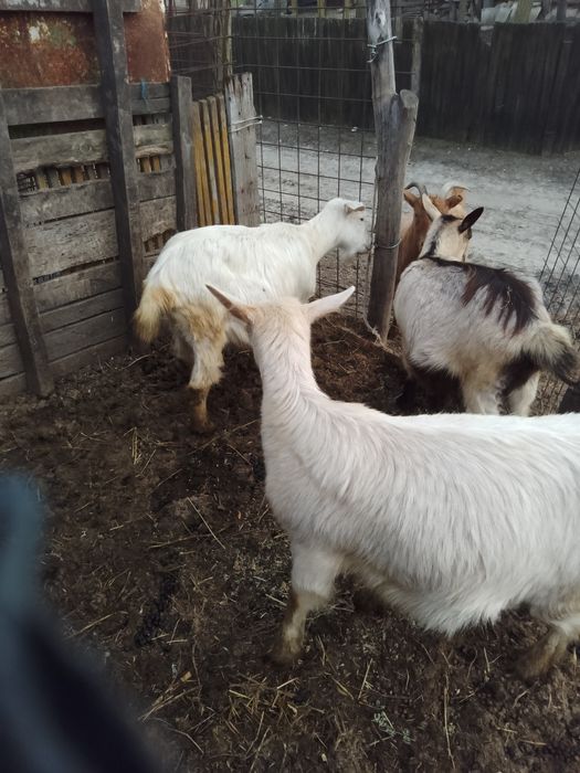 Vând capre diferite culori