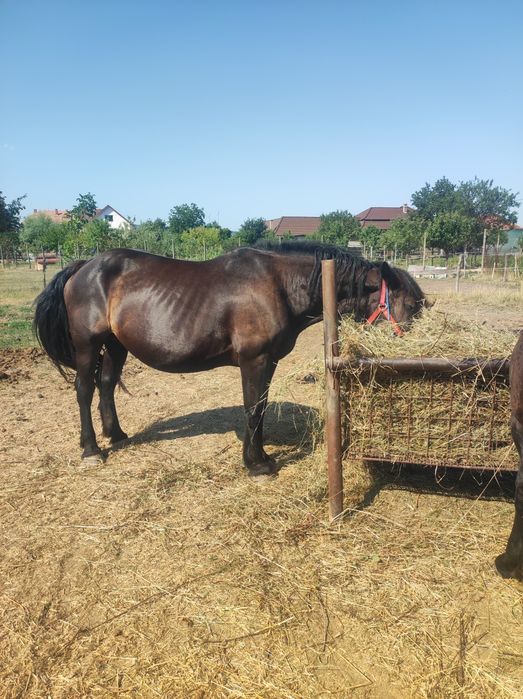 vand sau schimb iapa de 8 ani de ungaria cu manz si gestanta