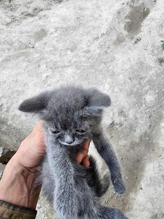 Mushukcha strayt qizcha 2 oylik