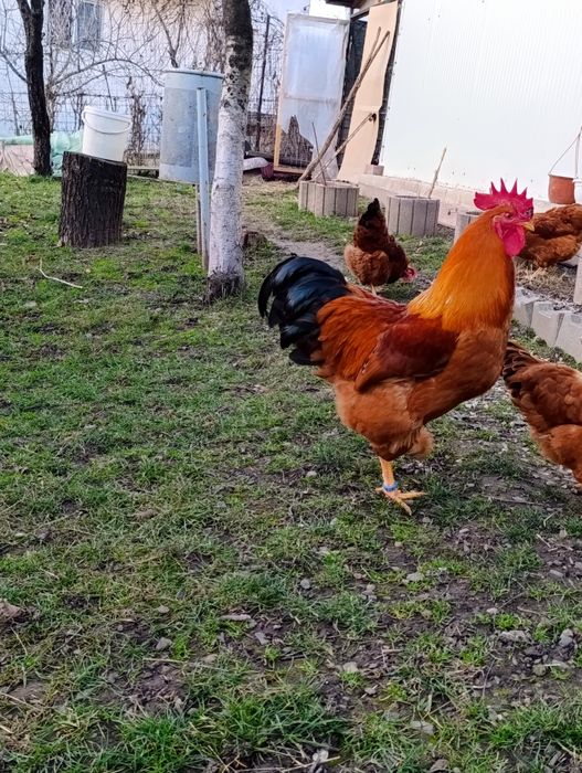 Ouă găini new hampshire negru