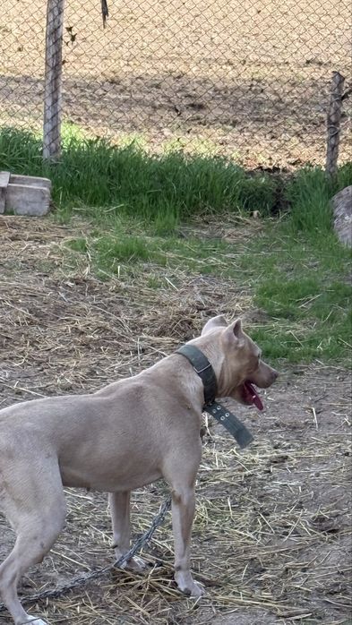 Пидбул адам тістемиді әлі жасына толмаған күшік