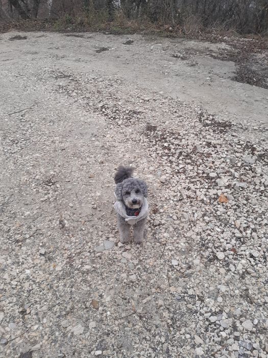 Cazare animale de companie