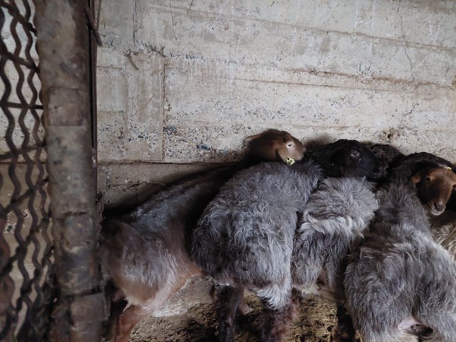 Семыз саулык кой