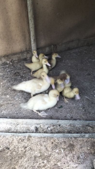 Продам утят Шипунов