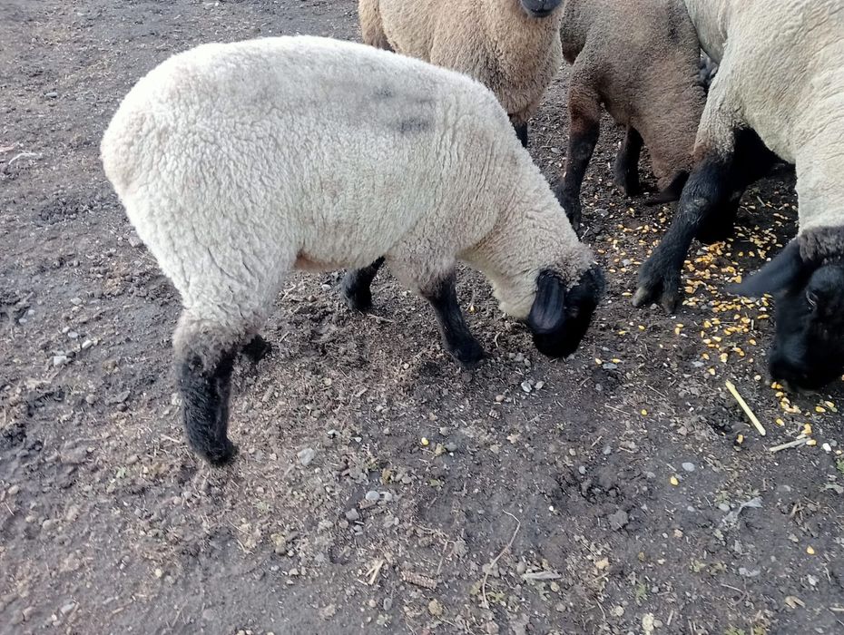 Berbecuti suffolk