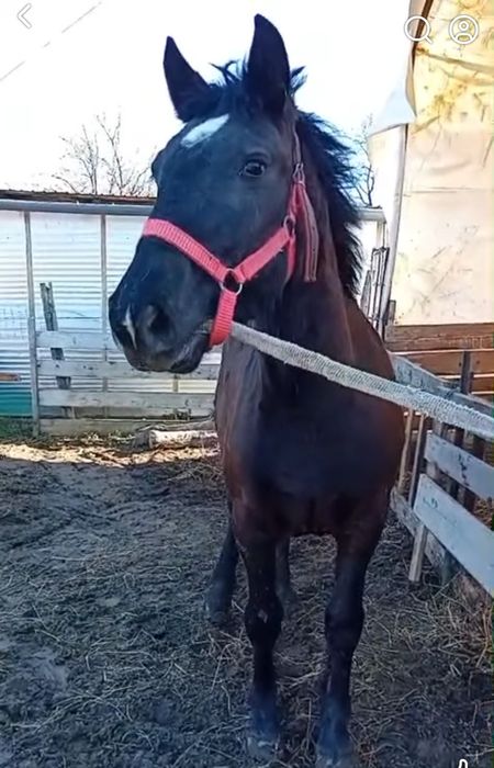 De vânzare mânză de 9 luni