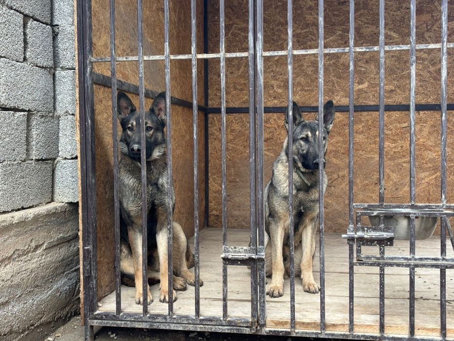 Щенки овчарки, 12 мес