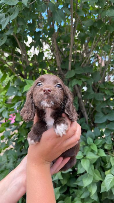 Щенки русского спаниеля