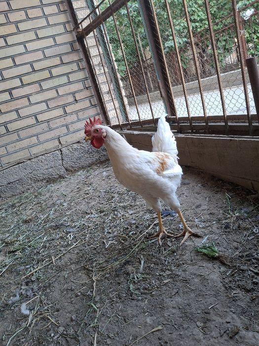 Жас қораздар сатылады