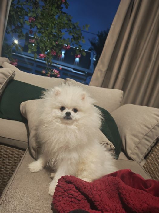 Pomeranian Mascul