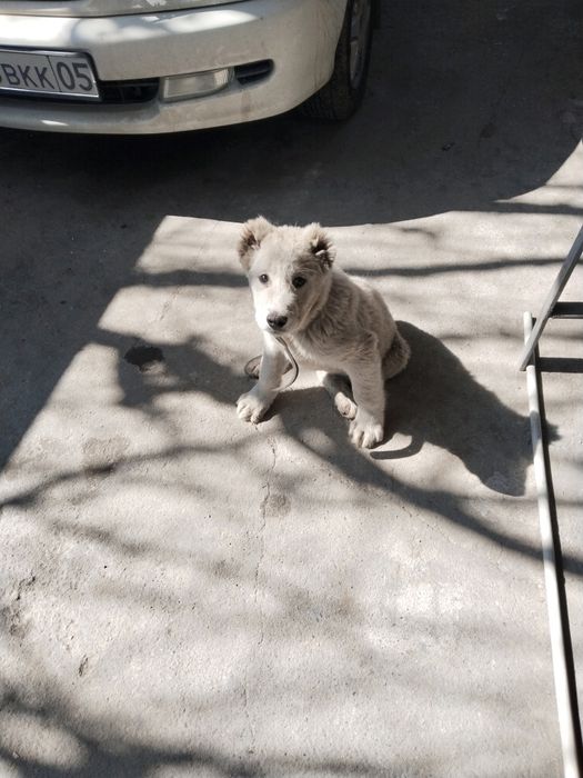 Продам щенка  азиатских кровей