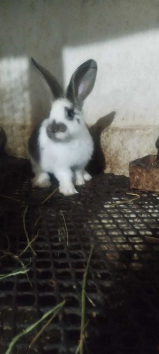 Мъжки и Женски зайци . Кръстосани