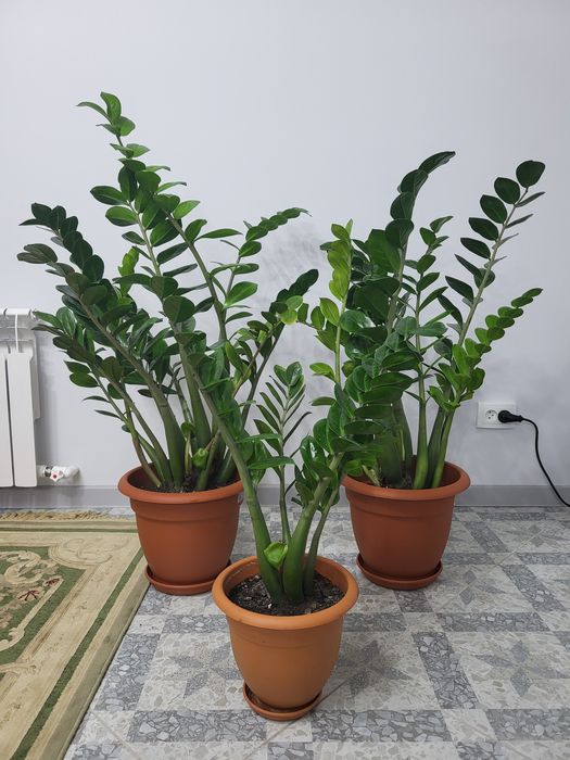 Доллоровое дерево - замиакулькас . ,