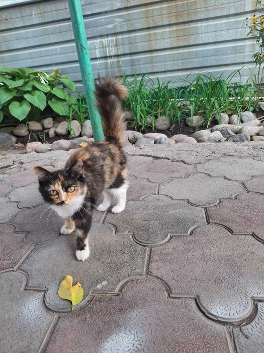 Отдам котят в добрые руки