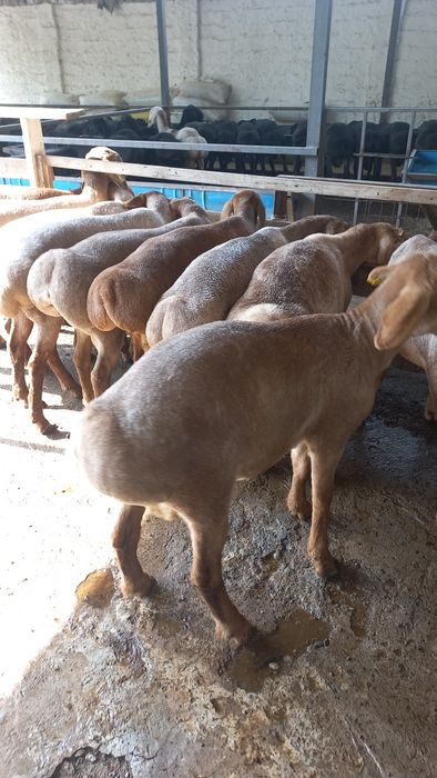 Киргигистон куйлари