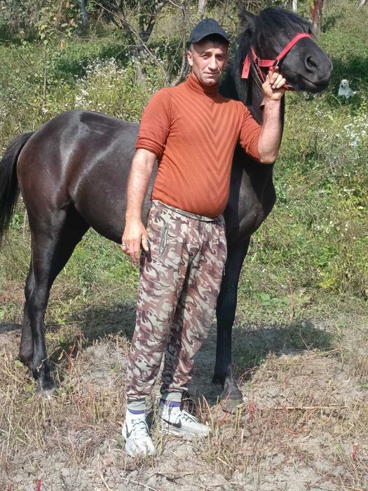 Se vinde doua iepe la prețul de 150 milioane ele se pot vedea în localitatea Gura -Teghii jud. Buzău detalii la proprietar ion pintea Nr 0746820717