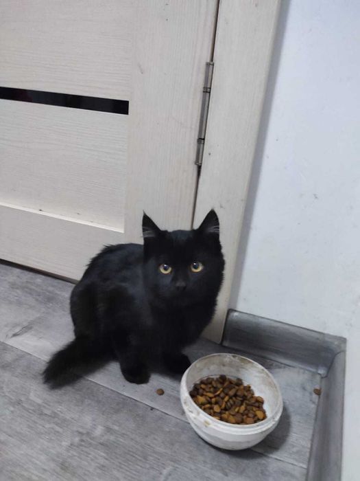 Отдам милых котят