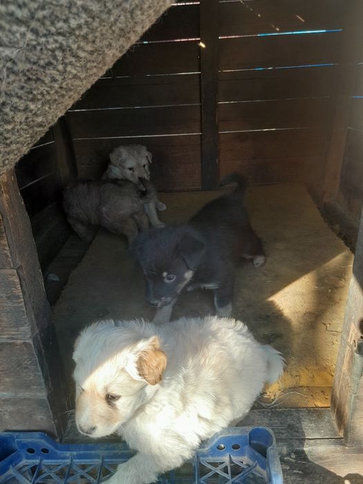 Отдам бесплатно щенят, обычная порода