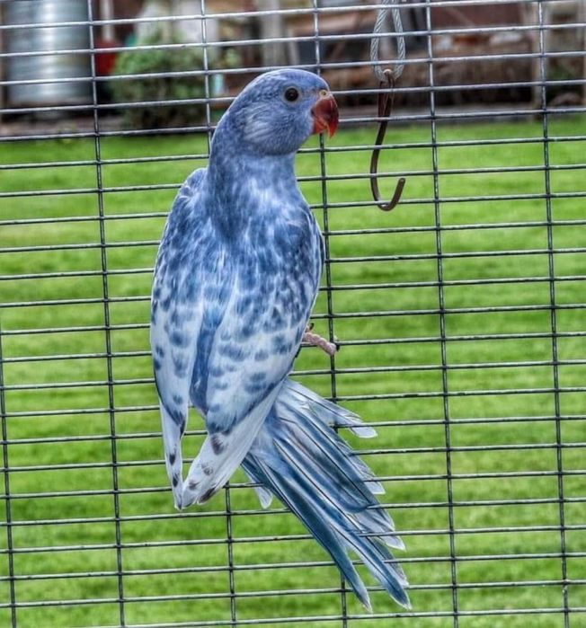 Малък Александър