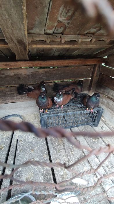 Vand porumbei  curcani voltati