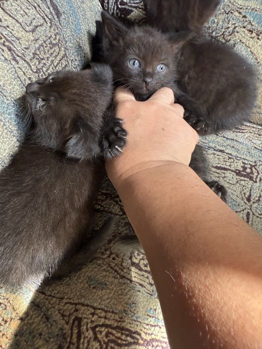 Котята веслоушки