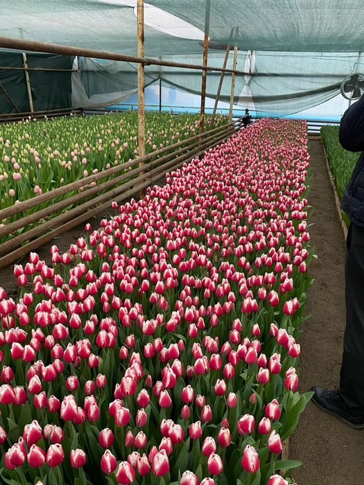 Цветы тюльпаны  , розы ,розницу принимаем заказы