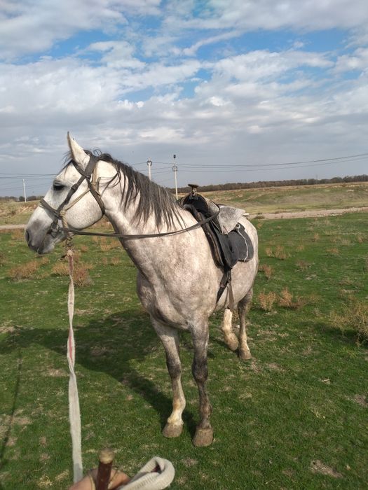 Продаю лошадь Жеребец