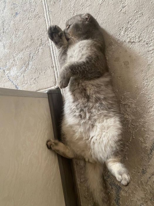 Ищем жену для нашего кота