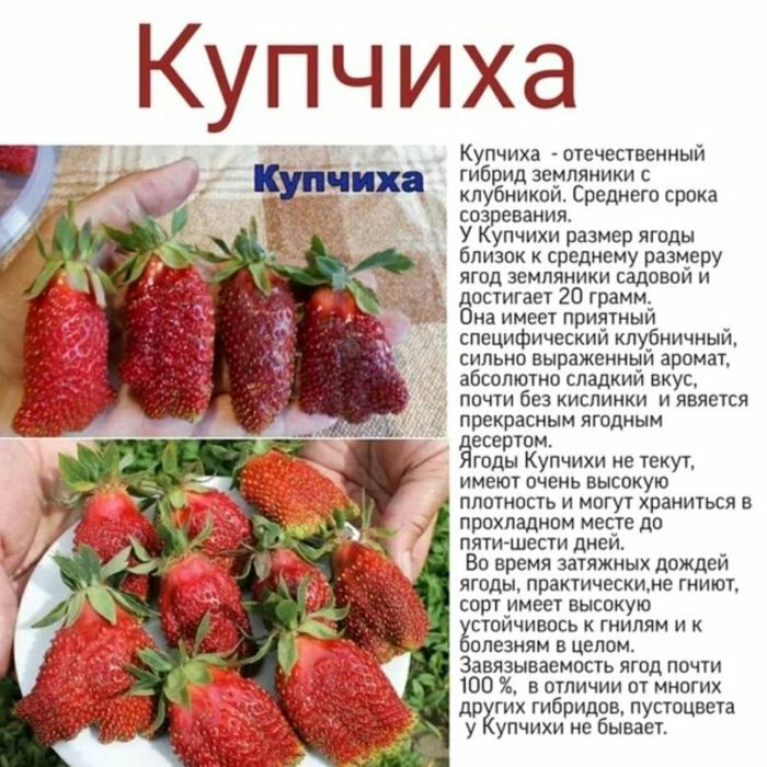 Ремонтантная клубника сорта с фото и описанием Сорта вкусной ремонтантной клубники