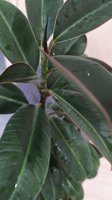 Домашние 8 микр растения не дорого