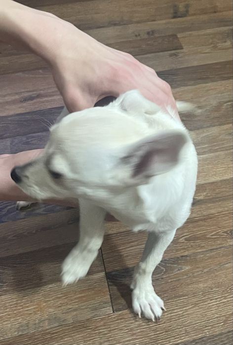 Отдам в добрые руки