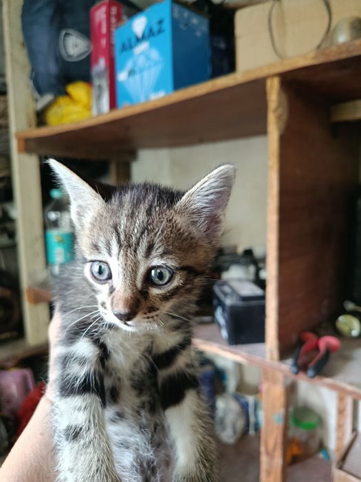 Отдаю котят даром