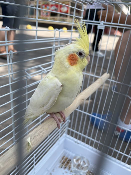 Продаю кореллу,мальчик