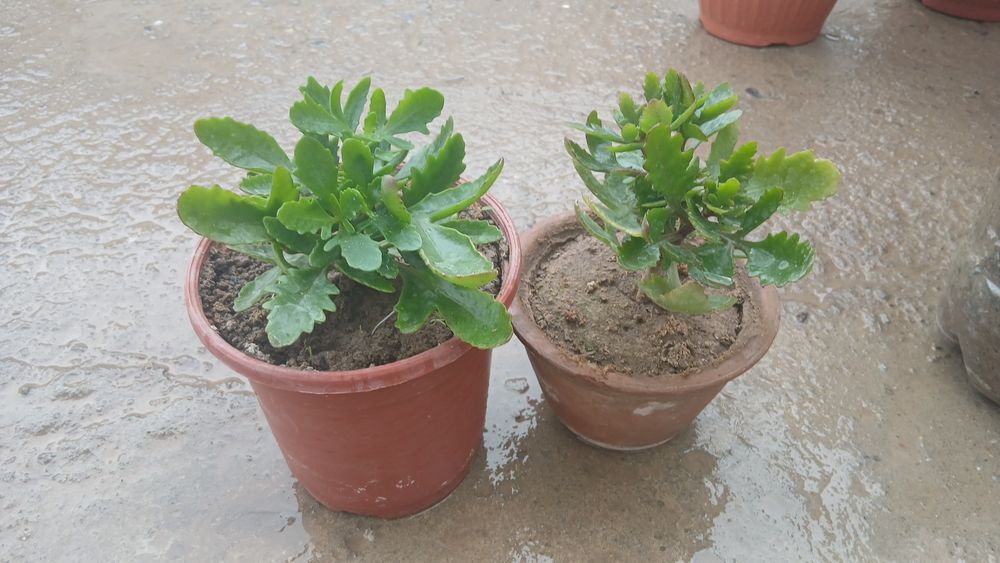 UYDA  Ustirilgan Gullar