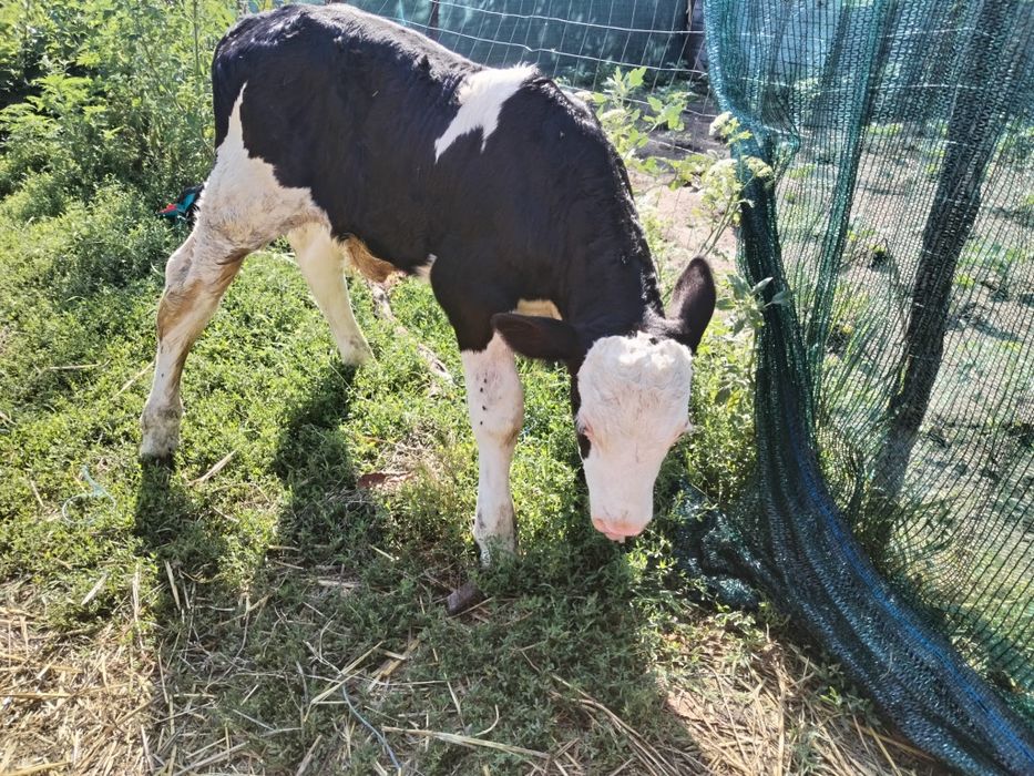 Vând Taurus și vițică