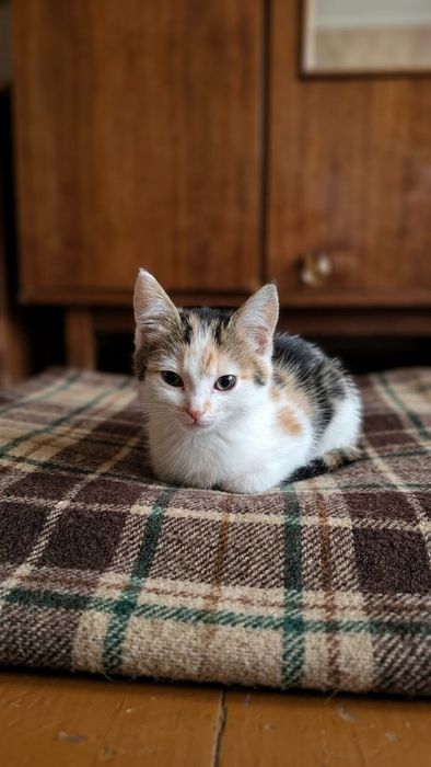 Милые Котики в добрые ручки!