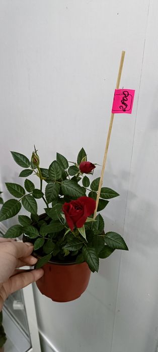 Розы в горшочке:2800 тенге