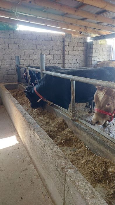 Букалар сотилади. Buqalar sotiladi. Тиш бузвоти