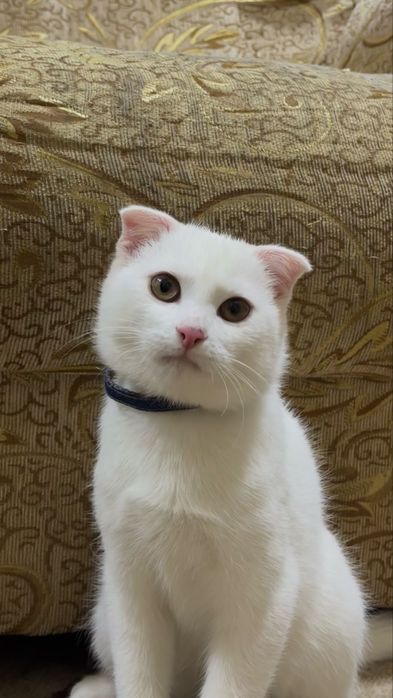 Mushuk sotilad skotish fold toza